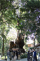 来宮神社 大楠