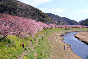 2017年2月16日 前回行ったときの写真 平年より1週間早咲き
