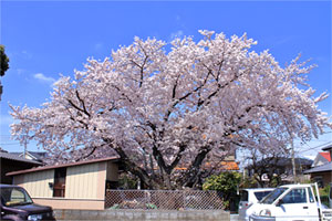 岩槻城址公園から岩槻駅へと向かう途中に見えた民家の桜