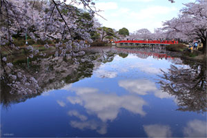 岩槻城址公園 2015年4月2日 撮影