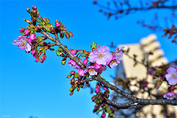 2026年2月15日撮影